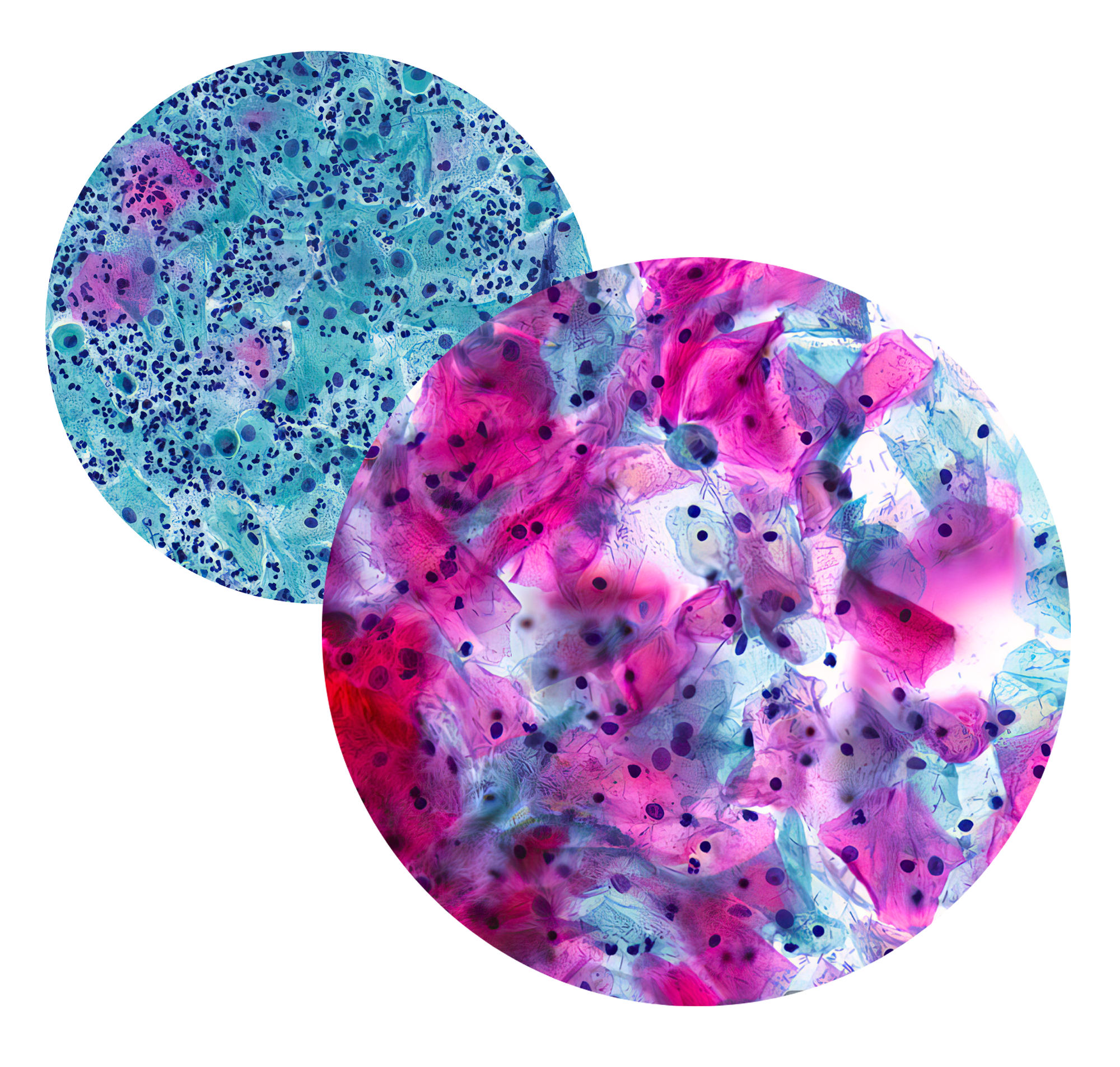 E-Leviate-cytology-examples-only